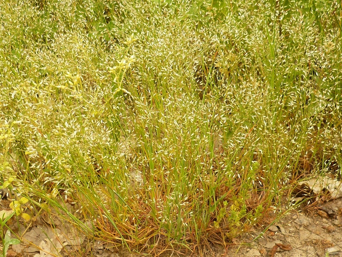 Aira multiculmis (Poaceae)